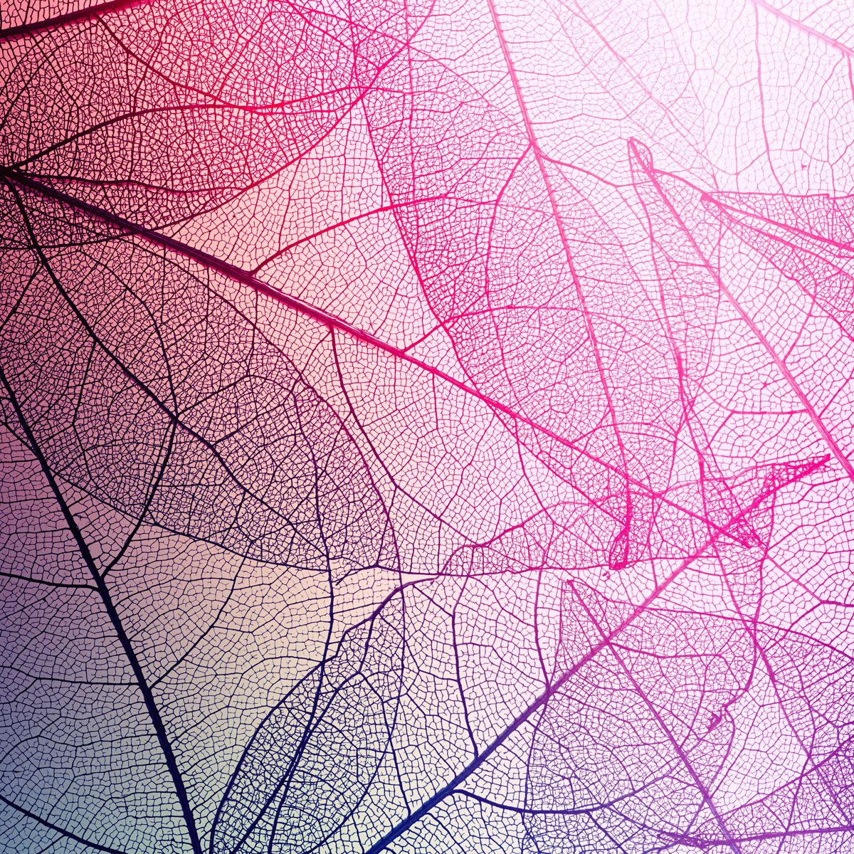 A savoir sur vanessa Sebastiani